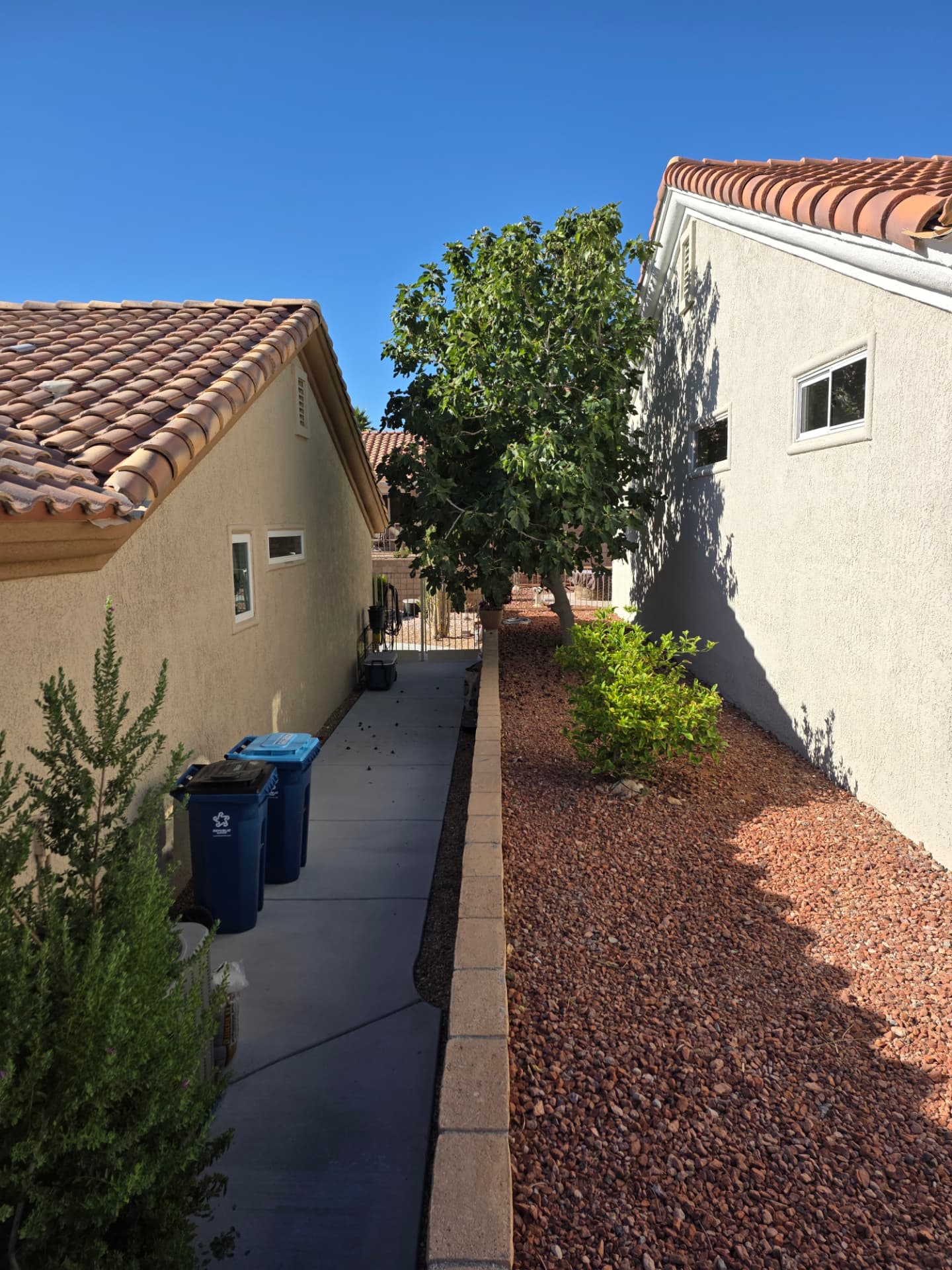 Leafy tree filling a narrow side yard between two Las Vegas homes before removal