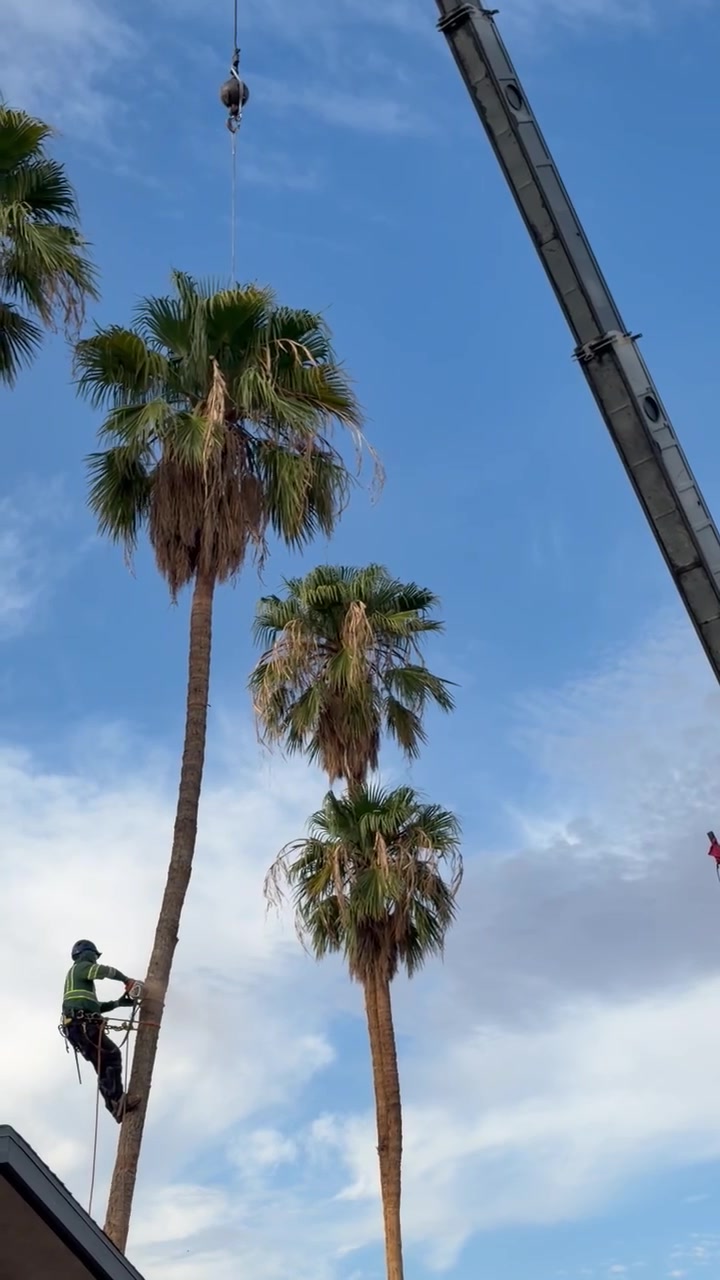Climber roped into a palm trunk beside a rooftop while a crane hook is positioned above the crown