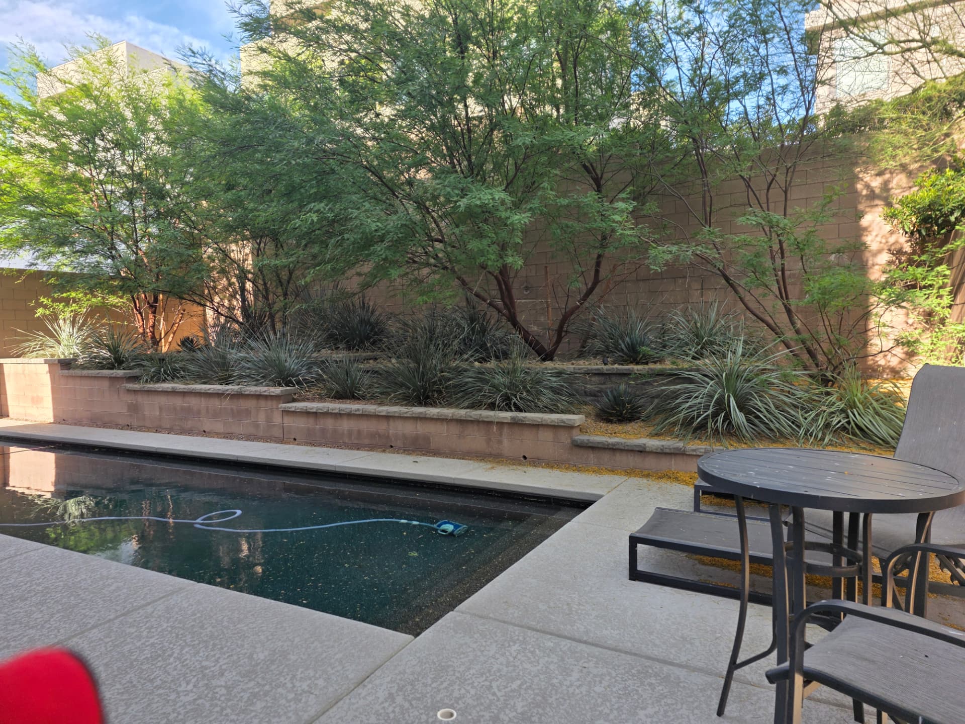 Large mesquite trees shading a backyard pool and block wall before removal