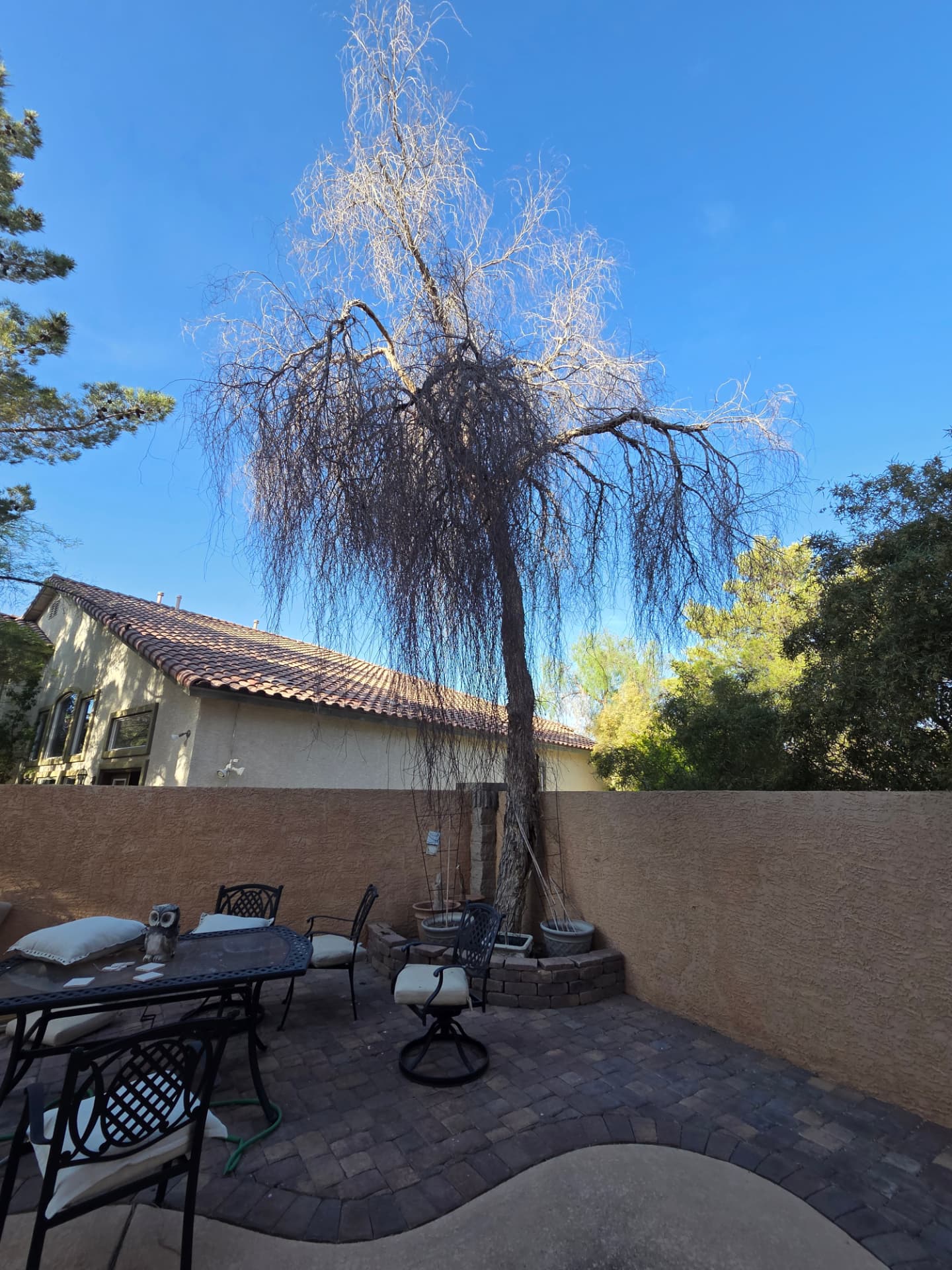 Dead bare tree leaning over a paver patio in Henderson before removal